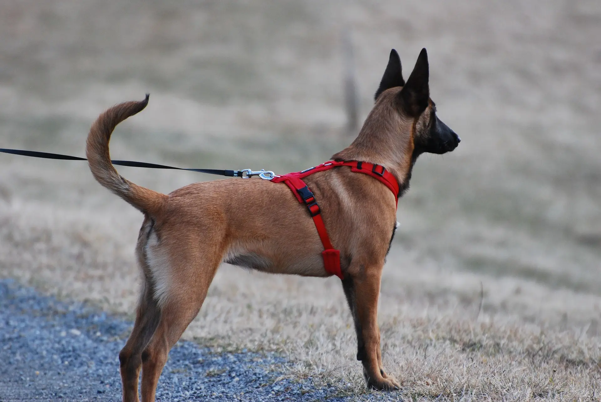 Materialien für Hundegeschirre